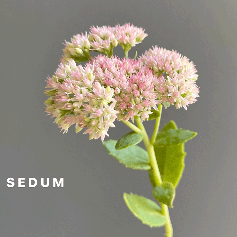 sedum.gif