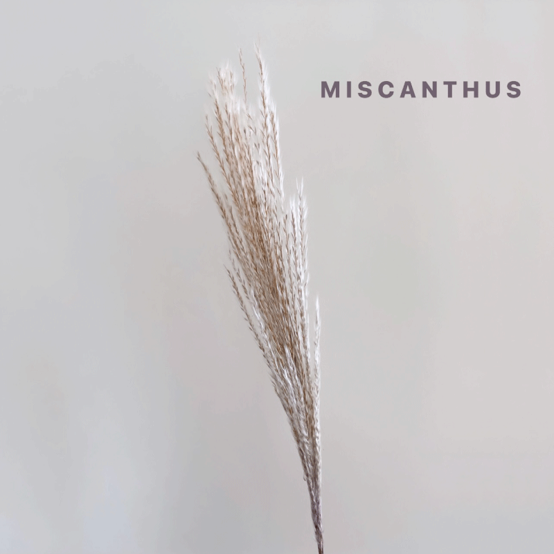 miscanthus.gif