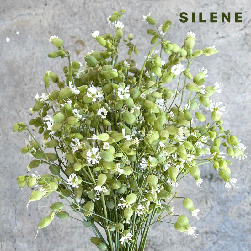 silene.gif