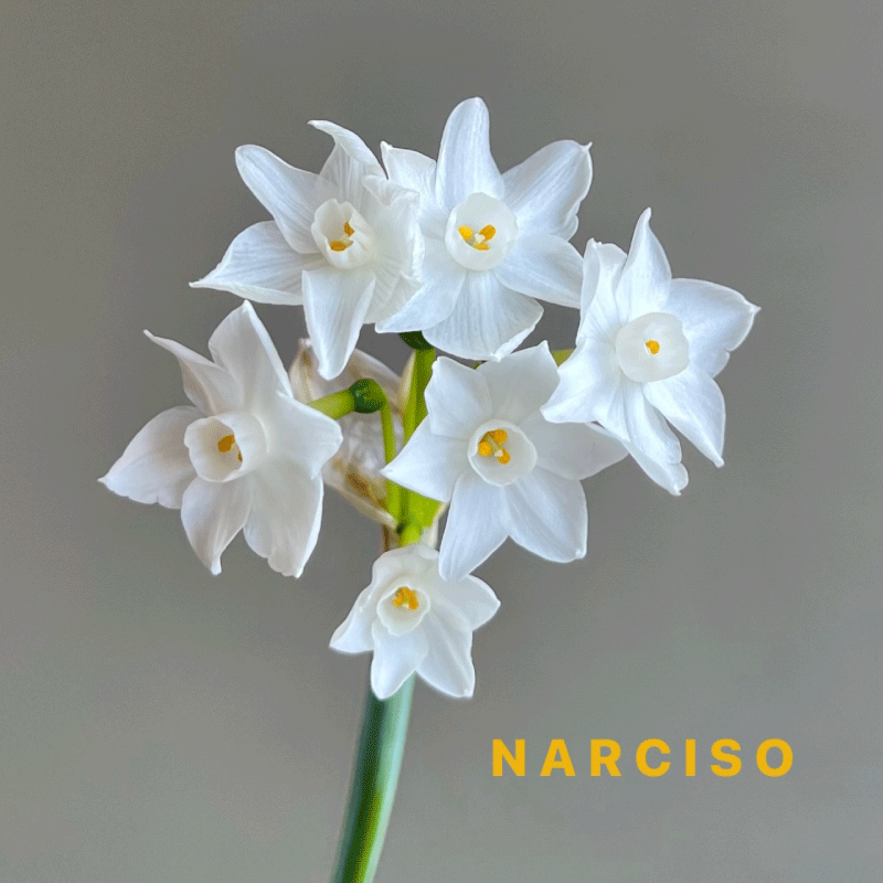 narcisosito.gif