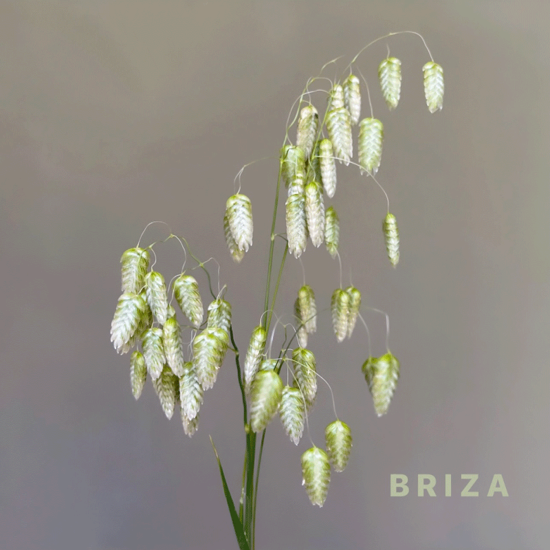 briza.gif