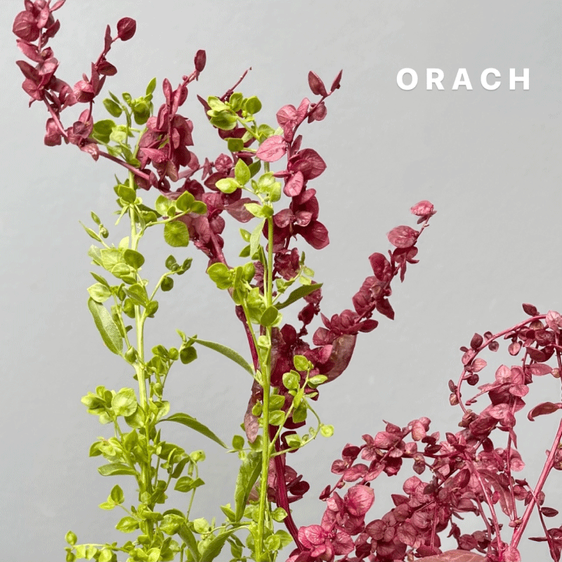 orach.gif