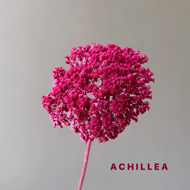 DRY-achillea-color.gif