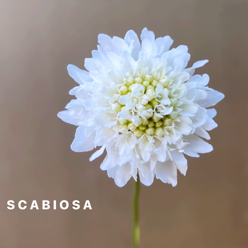 scabiosa.gif