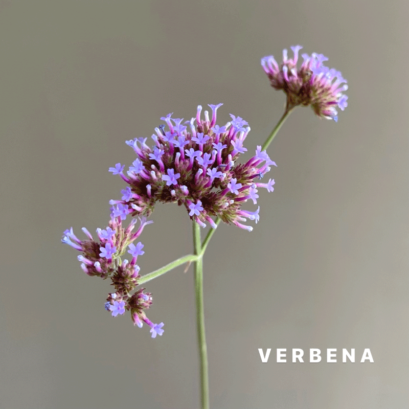 verbena.gif