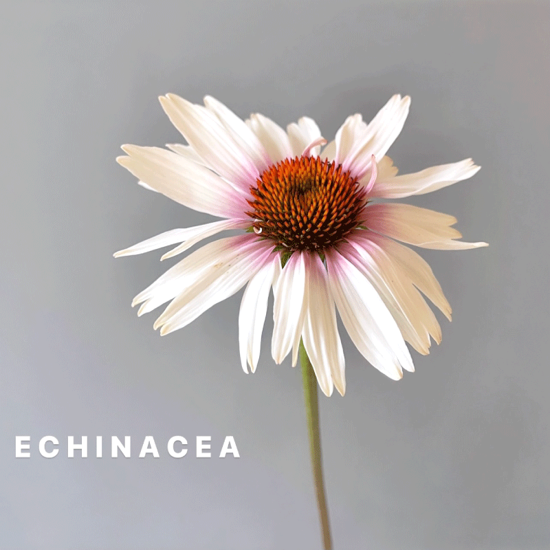 echinacea.gif