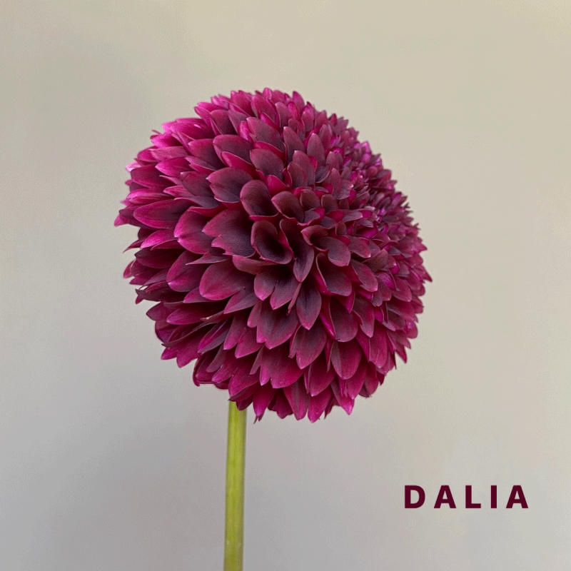 dalia.gif