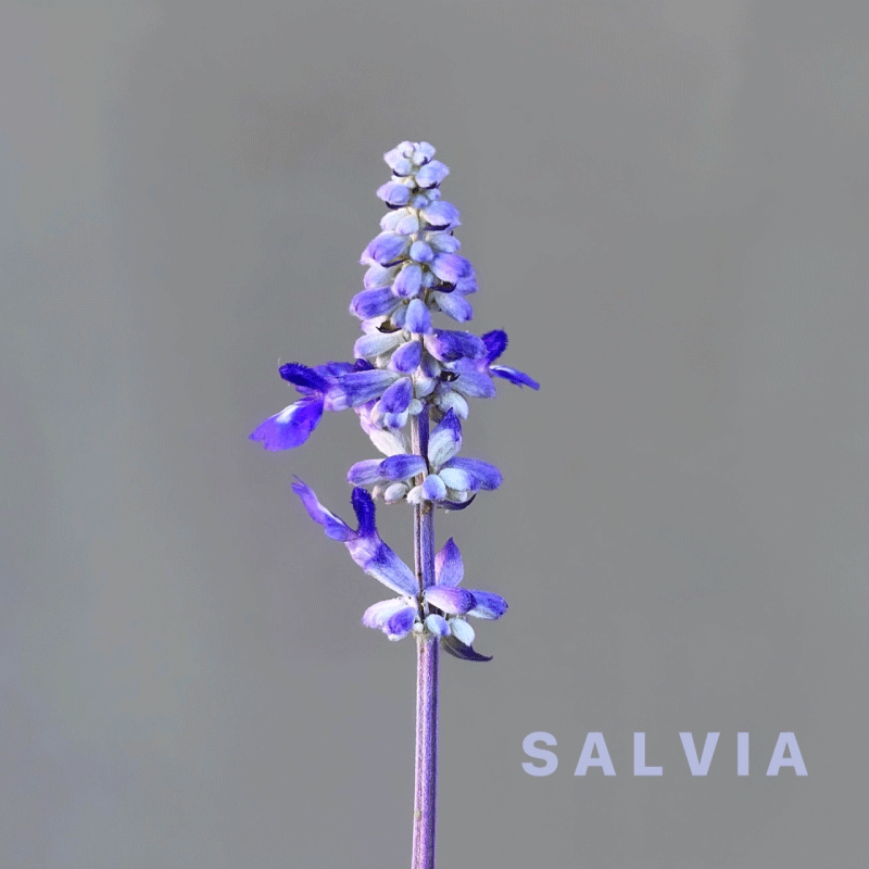 salvia.gif