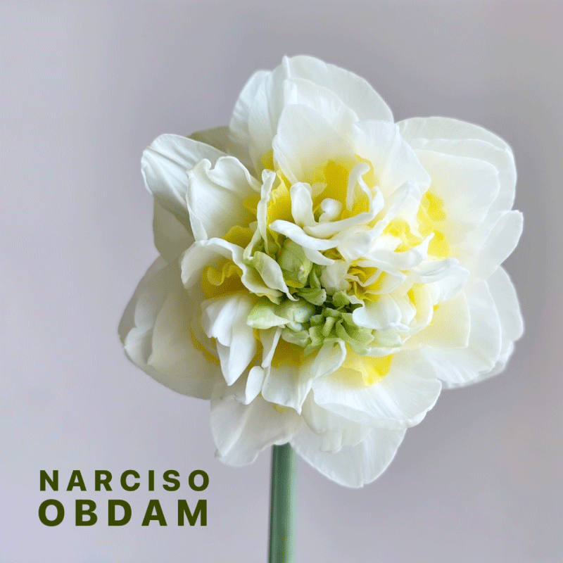 narciso.gif