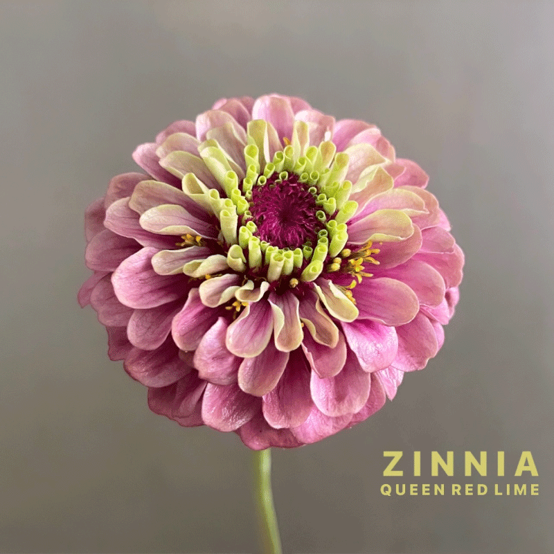 zinnia.gif