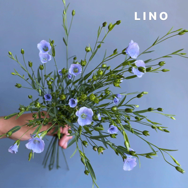 lino.gif