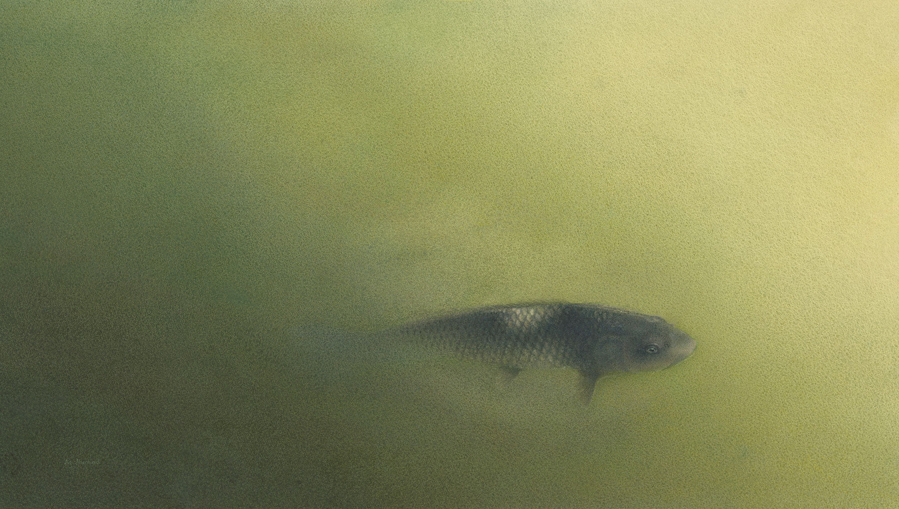 Koi Ghost Fish, Kyoto