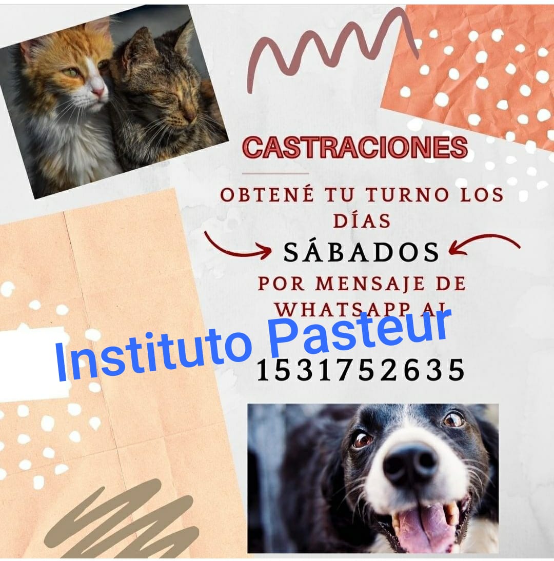 INSTITUTO DE ZOONOSIS LUISPASTEUR - Capital Federal