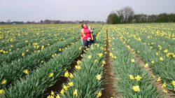 Daffodil Picking Lincolnshire