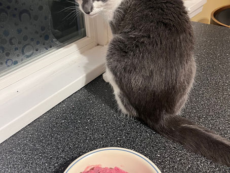 Blueberry Rhubarb Sorbet