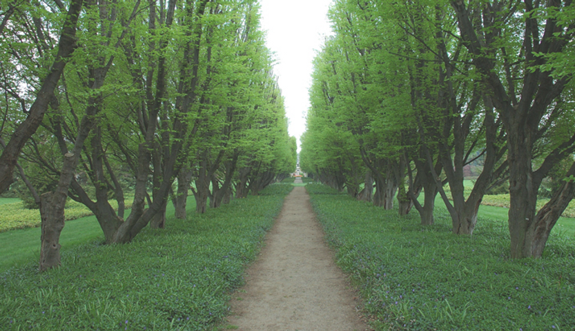 Tree Lined Path_edited.png