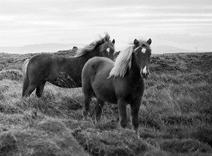 Wild Horses in Black & White