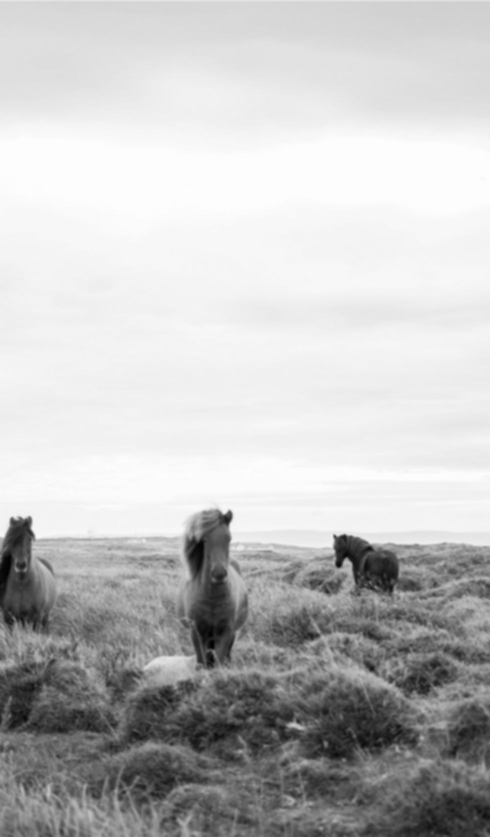 Wild Horses in Black & White