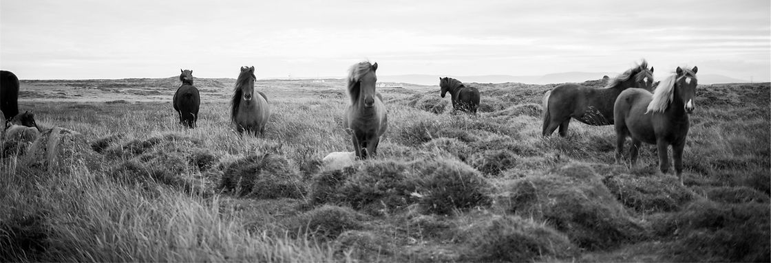 Wilde Pferde in Black & White