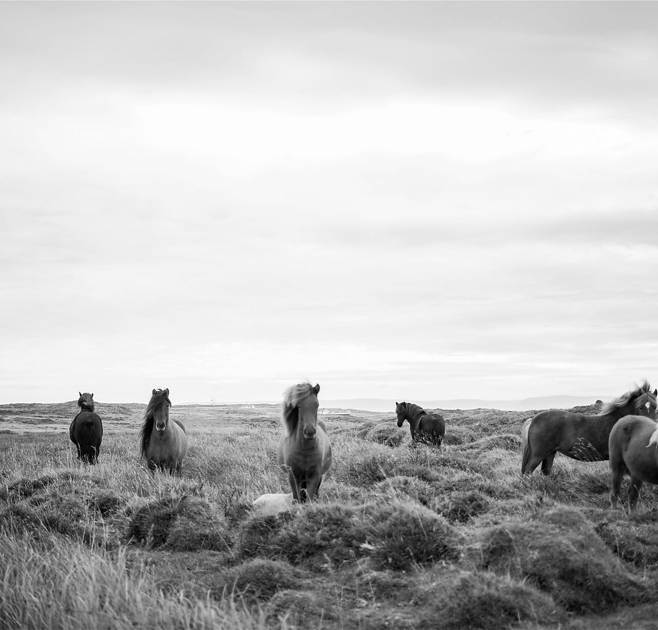 Wild Horses in Black & White