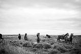 Caballos salvajes en Blanco y Negro