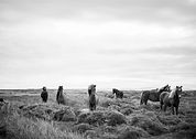 Wilde Pferde in Black & White