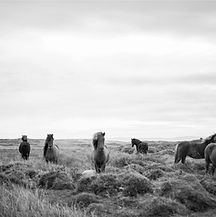 Wilde Pferde in Black & White