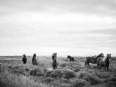 Free horses