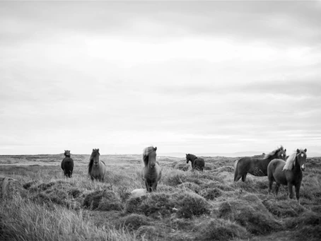 What speaking with horses taught
me about film