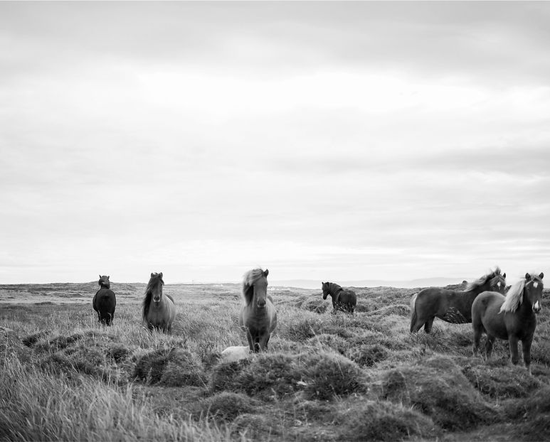 Wilde Pferde in Black & White