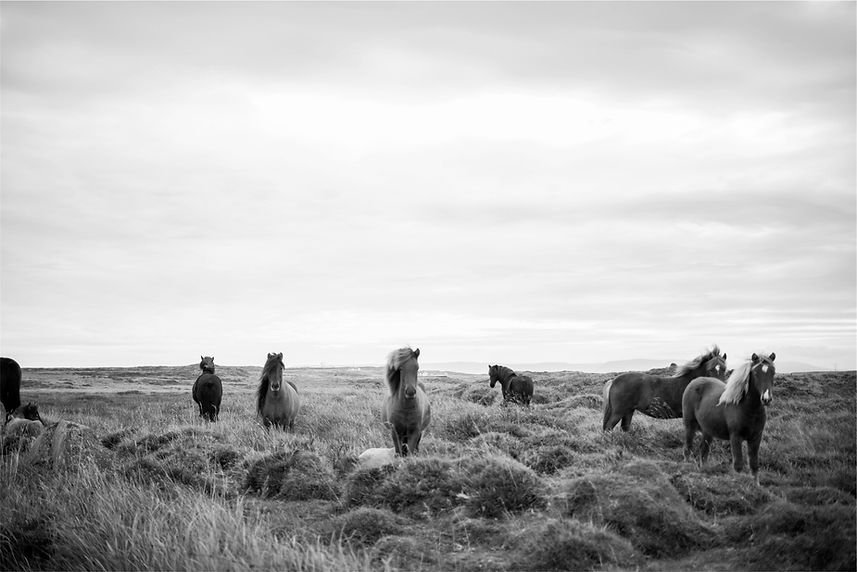 Chevaux sauvages en noir et blanc