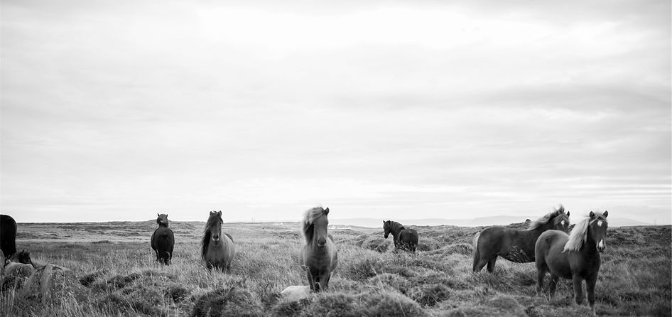 Wild Horses in Black & White