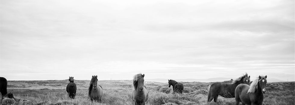Wild Horses in Black & White