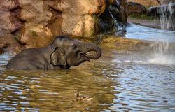 elephant-7696658_1280