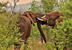 elephants-8253675_1280