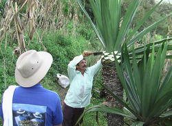 Cultivo