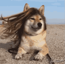dog beach long hair.gif