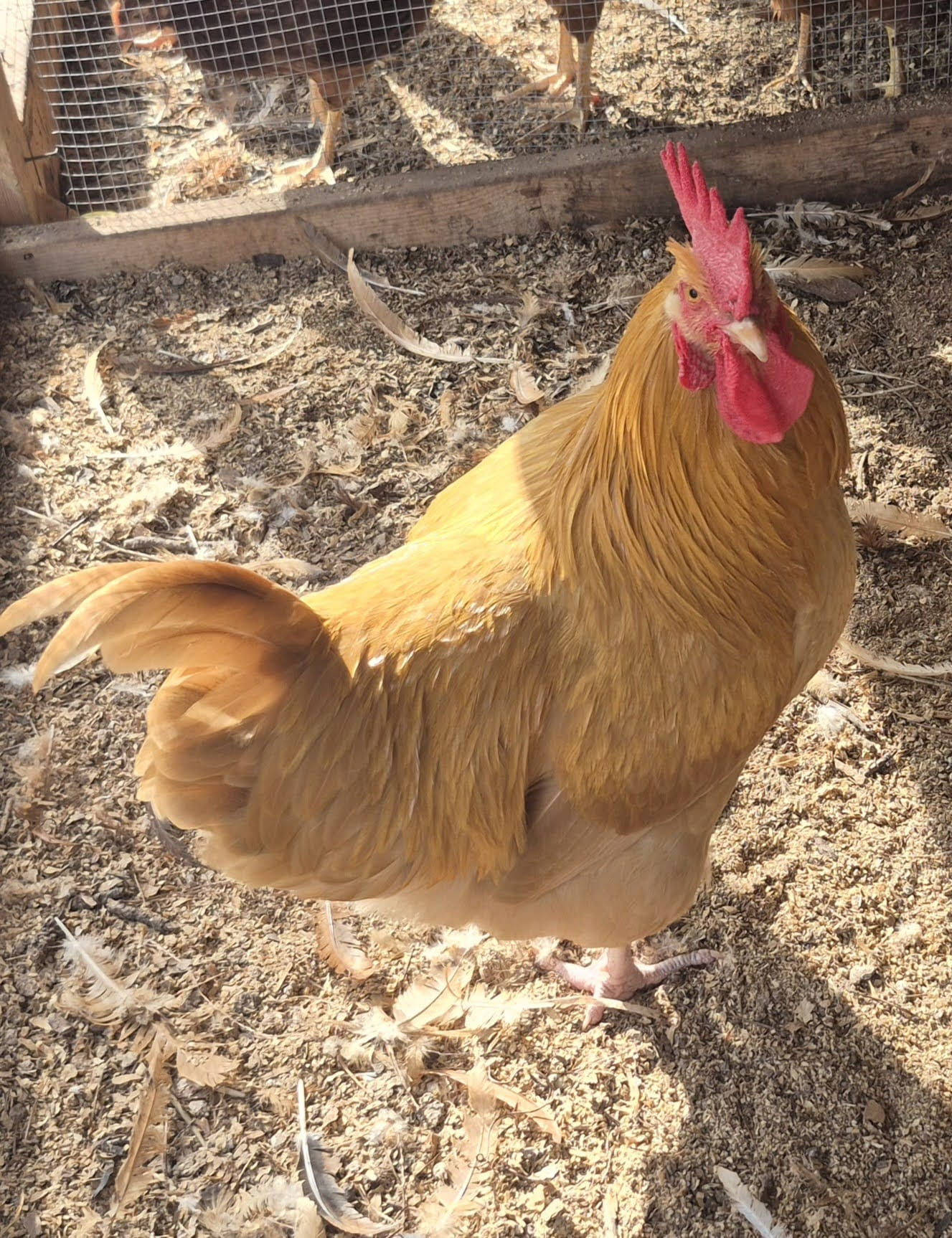 Buff Orpington