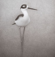 black-necked Stilt