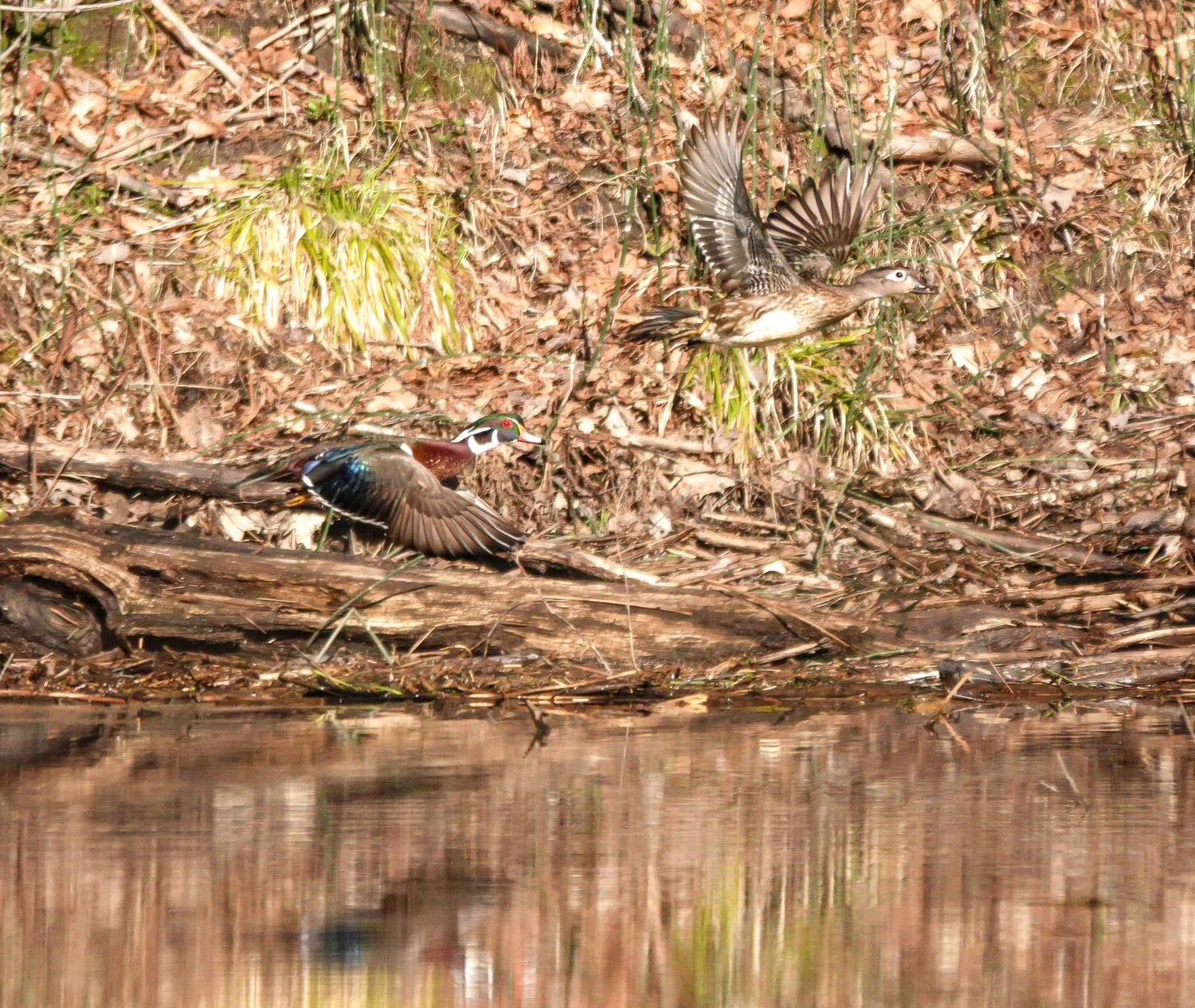 Wood ducks take off over the rez. Photo by Sheila Goss