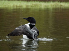 A loon flaps its wings on the water at the reservoir. Photo by Sheila Goss