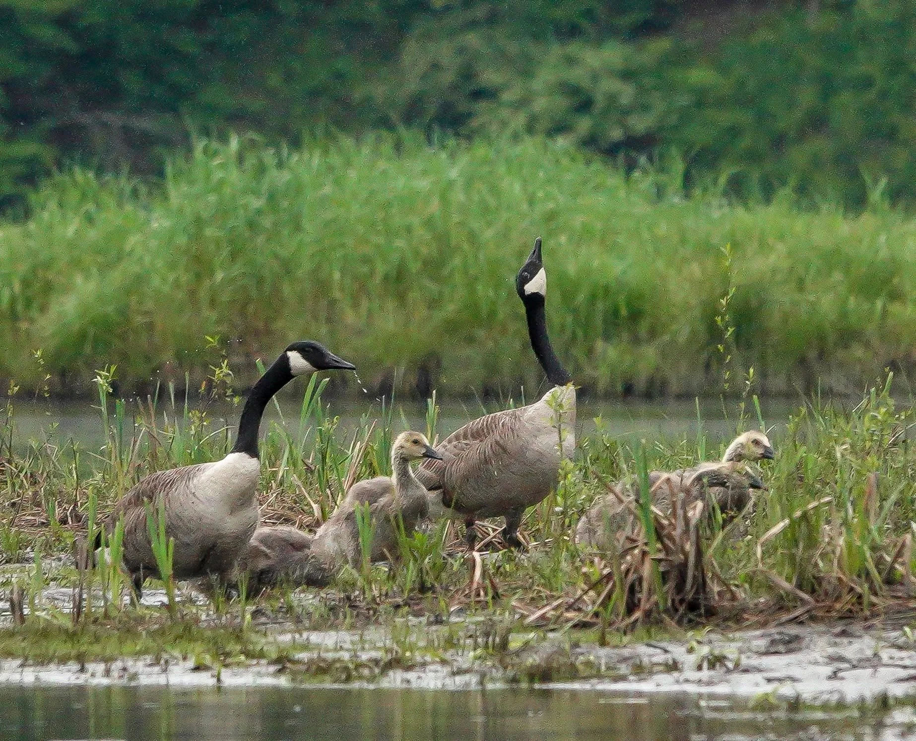 A family of Canada geese spend time on the shoreline. Photo by Sheila Goss