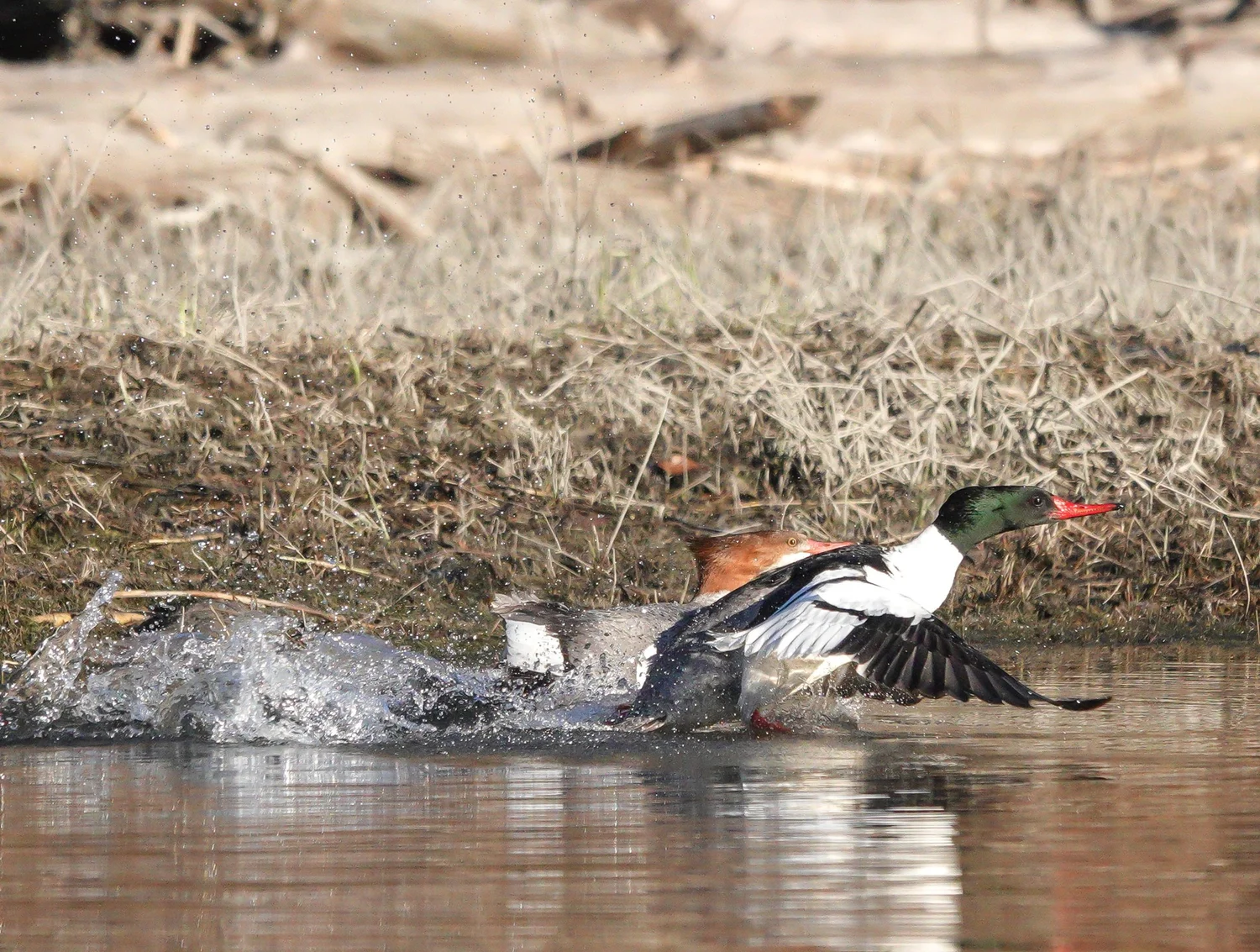 A common merganser. Photo by Sheila 