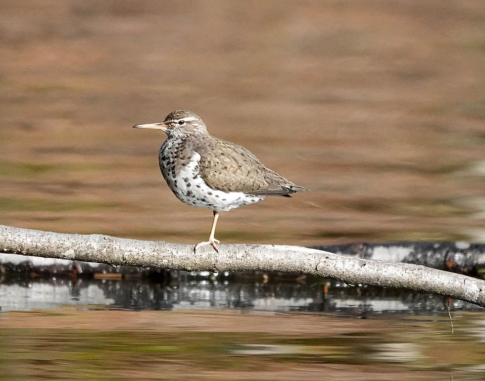 A spotted sandpiper soaks in the sun at the Waterbury Reservoir. Photo by Sheila Goss