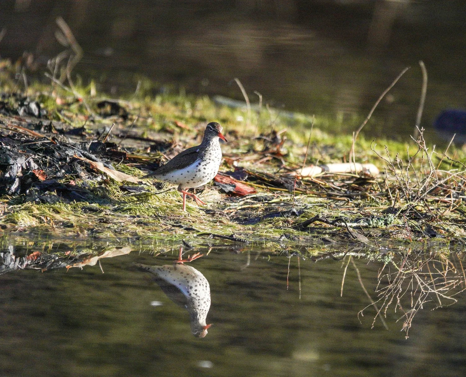 Sandpiper. Photo by Sheila Goss