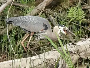 A heron enjoys a fish from the reservoir for a meal. Photo by Sheila Goss