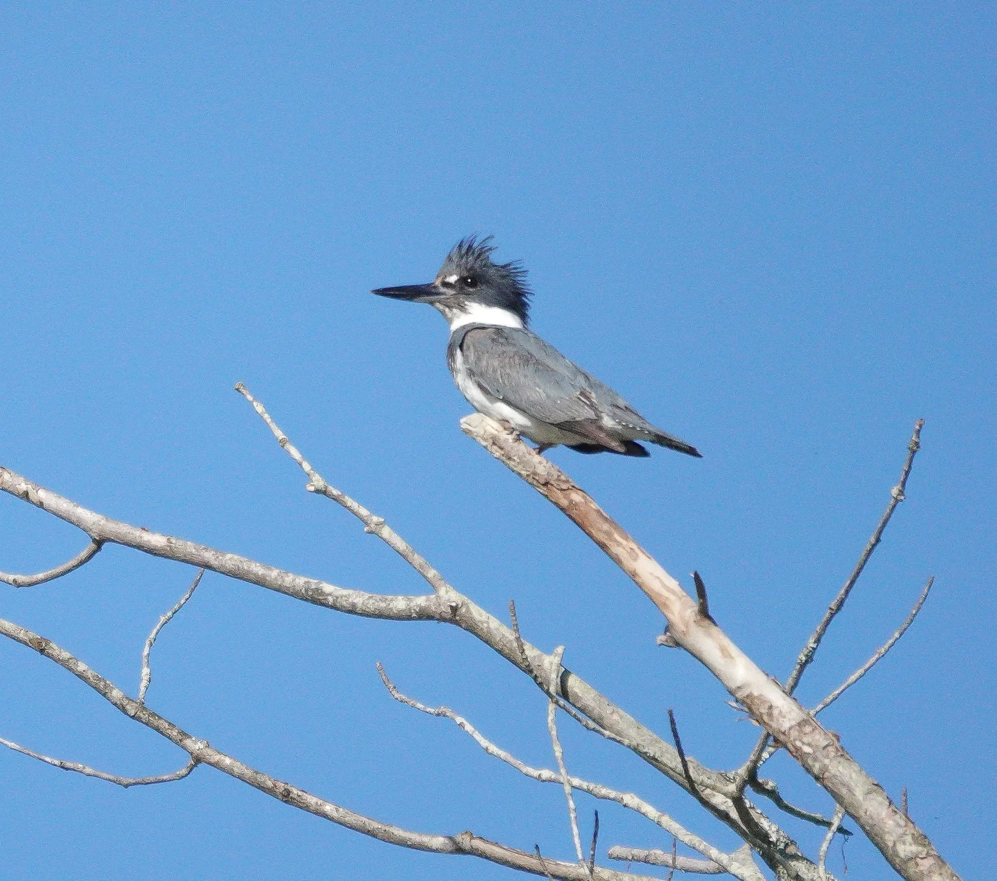 A belted kingfisher takes in the view. Photo by Sheila Goss