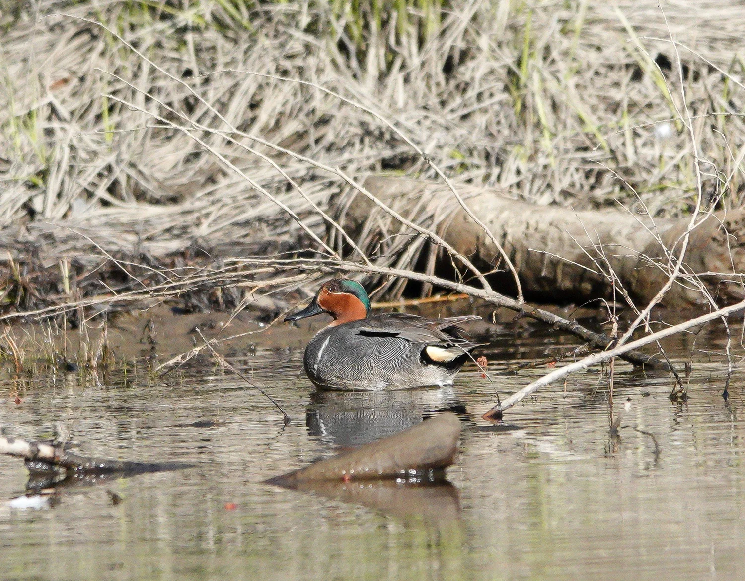 A great-winged teal duck. Photo by Sheila Goss