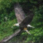 An eagle carries fish up to its nest. Photo by Sheila Goss