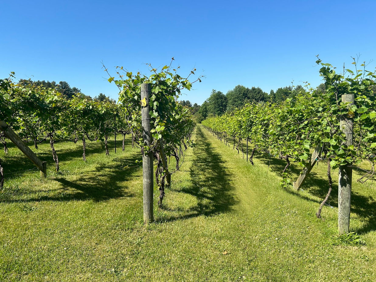 Vineyard